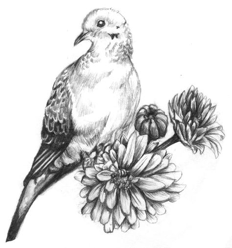 Mourning Dove Tattoo Mourning dove tattoo Dove Hunting Tattoo, Morning Dove Drawing, Morning Dove Tattoo, Dove Illustrations, Dove Sketches, White Dove Tattoos, Van Gogh Tattoo, Dove Drawing, Morning Dove