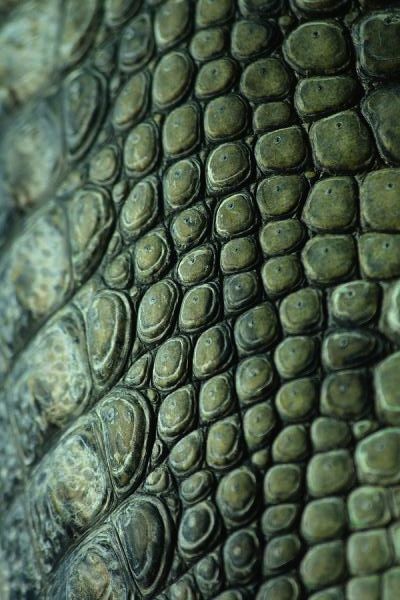 Crocodile Photography, Crocodile Decor, Dragon Skin Texture, Crocodile Scales, Cool Textures, Crocodile Skin Texture, Green Scales, Reptile Scales, Crocodile Texture