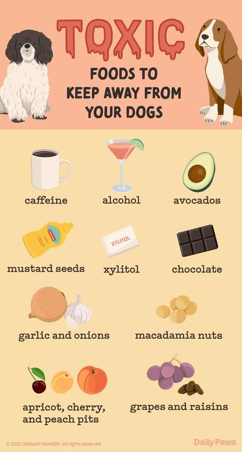 Toxic And Safe Foods For Dogs, Toxic Foods For Dogs, Foods For Dogs, Fruits For Dogs, Toxic To Dogs, Dog Instagram, Puppy Time, Dog Joints, Dog Foods