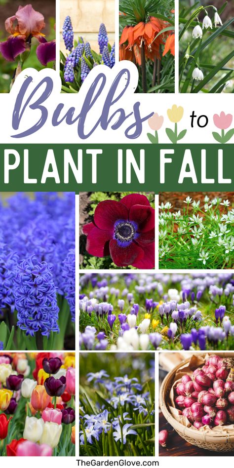 If you're looking for ideas of what to plant in the garden this fall- bulbs are the answer! Spring bulbs require fall planting, so get to planning now! Here's a list of some of our favorite fall planted bulbs to get you started. Bulbs To Plant In Fall, Fall Bulb Planting, Planting Tulip Bulbs, Plant In Fall, Perennials Low Maintenance, Fall Perennials, Planting Tulips, Early Spring Flowers, Fall Bulbs