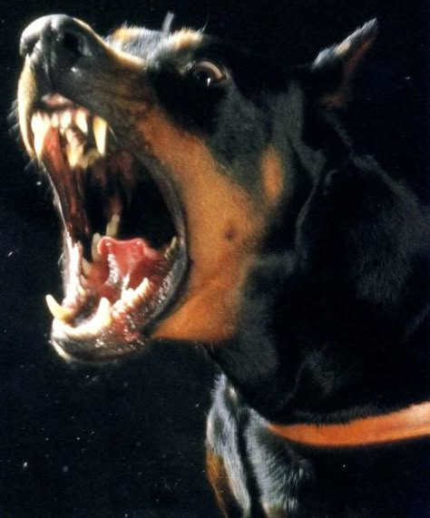 Perro Doberman Pinscher, Black And Tan Terrier, Angry Dog, Doberman Pinscher Dog, Scary Dogs, Doberman Puppy, Dog Exercise, Doberman Dogs, Love My Dog