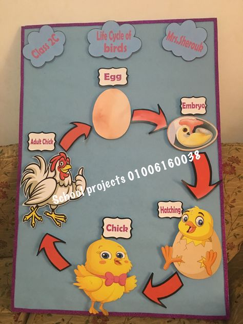 Life cycle of birds , science project Life Cycle Of A Bird Craft, Life Cycle Of Animals Project, Bird Life Cycle Craft, Animal Life Cycle Projects, Fourth Grade Science Projects, Life Cycle Of Animals, Chicken Life Cycle Activities, Ece Teacher, Kindergarten Science Projects