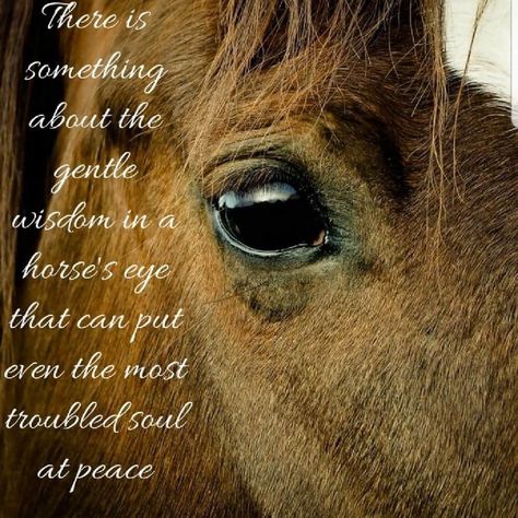 Inspirational Horse Quotes, Horse Riding Quotes, Equestrian Quotes, Equine Therapy, Magical Horses, Horse Info, Horse Rescue, Horse Inspiration, Country Girl Quotes