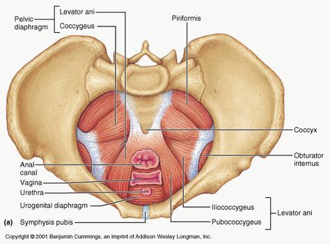 About 20-25% of pregnant women suffer with a specific pelvic pain from Symphysis Pubis Dysfunction (SPD). Are you one of them? Doesn’t everything ache ‘down there’ already? Here’s how to tell. Pelvic Diaphragm, Levator Ani, Pelvic Girdle, Hip Problems, Pelvic Floor Dysfunction, Muscle Anatomy, Kegel Exercise, Pelvic Floor Muscles, Prenatal Yoga