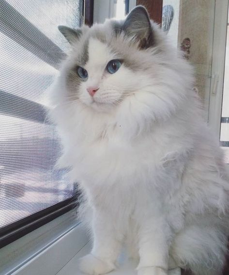 120 Best Ragdoll Cat Names Ragdoll Cat Names, Ragdoll Cat, Cat Names, Blue Eyes, Blue, White