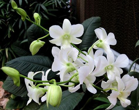 Vanilla Orchid, Vanilla Buttercream, Orchid Flower, Vanilla Bean, Orchids, Beautiful Flowers, Vanilla, Plants, Flowers