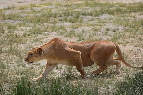 Picture Of Cross, Lioness Hunting, Lions Hunting, Lion Female, Lion Hunting, Female Lion, Lion Photography, Lions Photos, Cat Anatomy