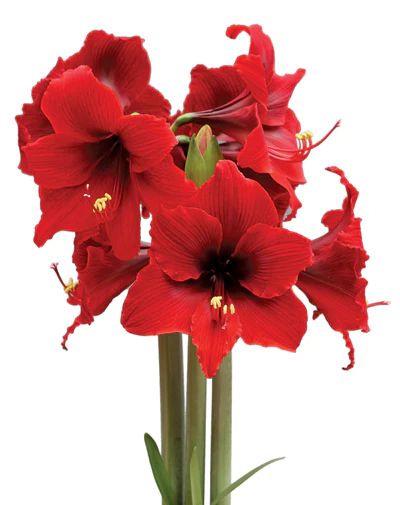 Amaryllis – BloomingBulb Deep Red Flowers, Red Amaryllis, Flower Bulb, Amaryllis Flowers, Fire Dancer, Fall Plants, Daylilies, Chesapeake Bay, Bulb Flowers