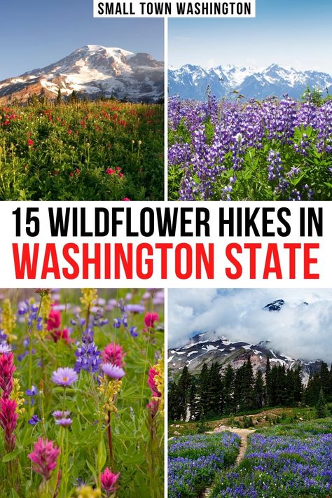 two photos of mt rainier with wildflowers in the foreground, two photos close up of different wildflowers in washington state parks. text reads '15 wildflower hikes in washington state' Washington State Wildflowers, Washington State Spring, Spring In Washington State, Snoqualmie Pass Washington, Summer In Washington State, Pnw Painting, Hiking In Washington State, Nature Hobbies, Washington Wildflowers