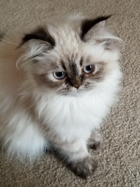 Persian Himalayan 5 months Himalayan Persian Cats, Himalayan Cats, Beautiful Pets, Persian Kitten, Himalayan Cat, Persian Cats, Beautiful Kittens, Persian Kittens, Cute Animal Memes