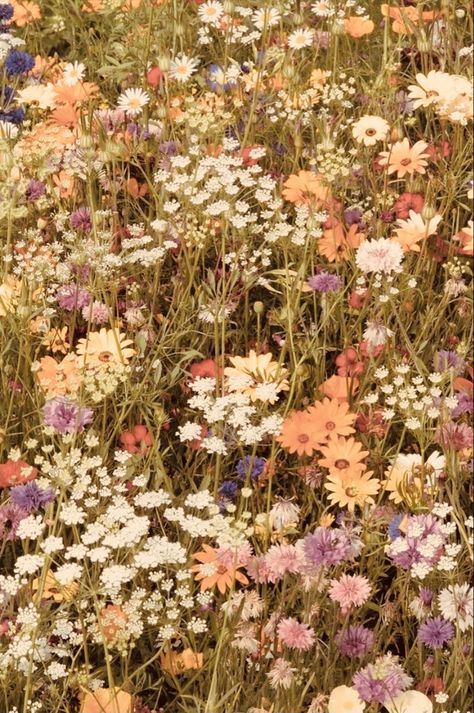 Prairie Aesthetic, Cottage Core Wallpaper, Cottage Core Flowers, English Cottage Garden, Summer Backgrounds, Collage Background, Flower Therapy, + Core + Aesthetic, Spring Vibes