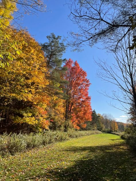 Autumn Garden Aesthetic, Sunny Fall Aesthetic, Foto Panorama, Autumn Moodboard, Sunny Autumn, Clear Winter, Fall Mood Board, Autumn Rain, Countryside House