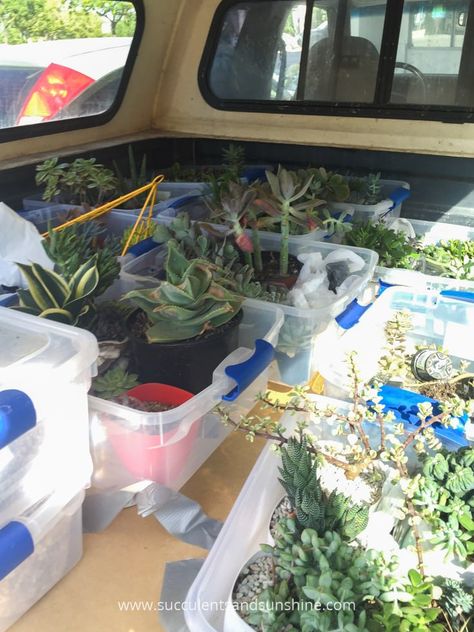 Moving Plants Long Distance, Moving With Plants, Moving House Packing, Plant Business, Downsizing Tips, Moving Plants, Moving House Tips, Moving Hacks, Moving Hacks Packing