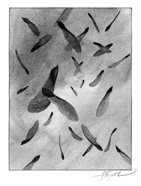 The Outside Story: “Maple’s Other Delicacy” by Meghan McCarthy McPhaul. Illustration by Adelaide Tyrol. “Helicopters. Keys. Whirligigs. Samaras. Whatever you call the winged seeds released by maple trees, here’s one more word for them: delicious…” Maple Seed Tattoo, Seed Tattoo, Maple Tree Seeds, Maple Seeds, Artistic Fashion Photography, Maple Trees, Tree Seeds, Maple Tree, Wild Food