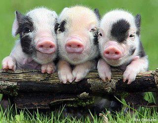 three little piggies Teacup Pig, Baby Piglets, Micro Pigs, Teacup Pigs, Pot Belly Pigs, Cute Piglets, Slaap Lekker, Mini Pigs