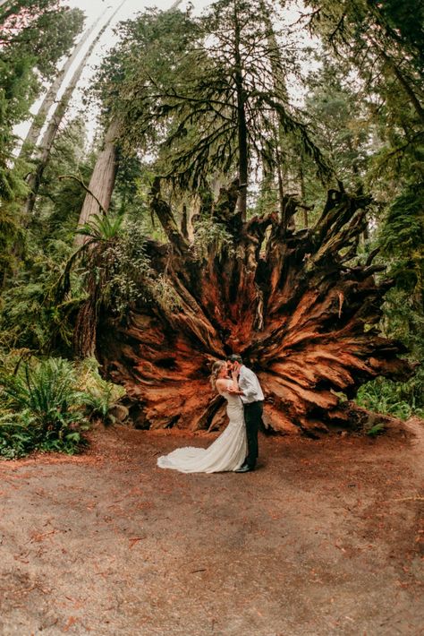 Redwood Elopement Photography, Redwood National Park Wedding, Forest Elopement Ceremony, Redwood Elopement, Woods Elopement, Mountaintop Elopement, Redwoods Elopement, Redwoods Wedding, Redwood Forest Wedding