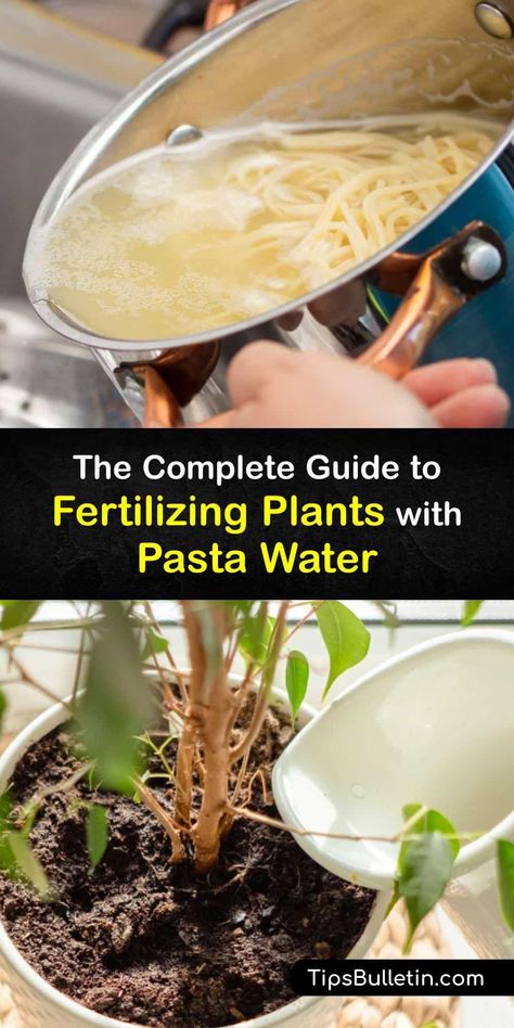 Although cloudy pasta cooking water doesn't seem to hold any value once you remove the pasta, it can benefit your garden. The starchy water from boiling noodles contains many nutrients that plants thrive on and even benefits microorganisms in the garden soil. #pasta #water #plants #fertilize Pasta Water Uses, Pasta Water For Plants, Potassium Water For Plants, Homemade Fertilizer For Plants, Fertilizing Plants, Nutrients For Plants, Home Made Fertilizer, Homemade Plant Fertilizer, Kratky Method