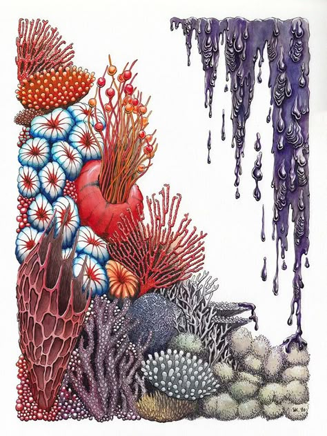 Barnacles Drawing, Coral Reef Drawing, Coral Drawing, Stephanie Kilgast, Coral Reef Art, Ocean Acidification, Sea Creatures Art, Sea Plants, Coral Art