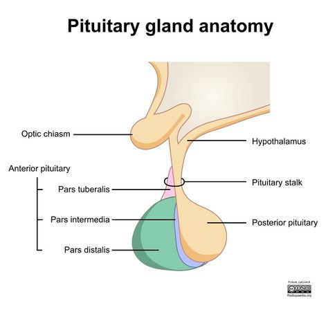 pituitary gland - Google Search Anterior Pituitary, Pituitary Gland, Diagram Design, Radiology, Anatomy, Google Images, I Hope, Google Search