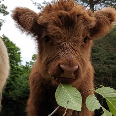 Brown Cow, Cow, Forest, Green, Animals