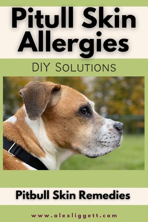 Medicine Safe For Dogs, Dog Allergies Remedies, Natural Dog Remedies, Dog Skin Allergies, Home Remedies For Allergies, Dog Food Allergies, Make Dog Food, Colorful Hairstyles, Dog Remedies