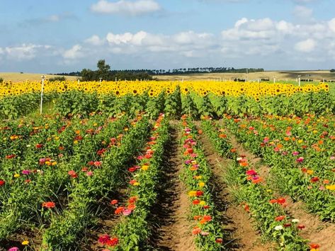 Sunflower Season, Pumpkins For Sale, Best Pumpkin Patches, Trip Photography, Romantic Life, Future Farms, Farm Field, Sunflower Fields, Florida Vacation