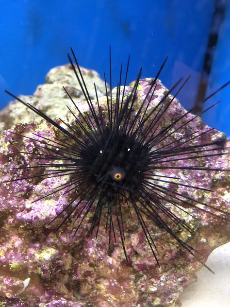 The air bubbles trapped in this sea urchin make it look like it has a face Ocean Aesthetics, Sea Urchin Spines, Animal Reference, Sea Urchins, Sea Slug, Sea Urchin, Dead Sea, Air Bubbles, Marine Life