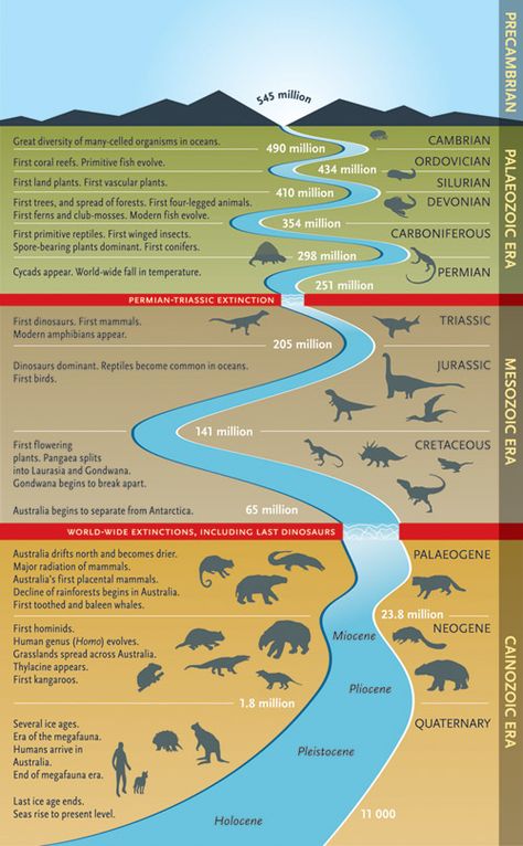 Wall Chart | Complex Life on Earth Timeline starting from 540 Million Years ago till the Modern Era Prehistoric Timeline, Creative Timeline, Timeline Example, Dinosaur History, Geologic Time Scale, History Of Earth, History Timeline, Sistema Solar, Teaching Science