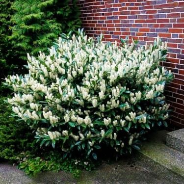 Laurel Shrub, Fast Growing Flowers, Cherry Laurel, Houston Garden, Laurel Hedge, Laurel Tree, Easy Landscaping, Garden Shrubs, Woodland Garden