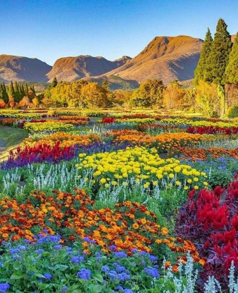 Field Of Colorful Flowers, Kuju Flower Park, Mountain With Flowers, Colorful Landscape Photography, Mountain Plants, Flowers In Japan, Western Flowers, World Flowers, Flower Valley