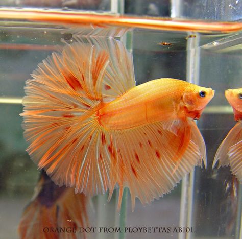 Orange dot male betta Siamese Fish, Ikan Laga, Ikan Air Tawar, Betta Fish Types, Cr7 Wallpapers, Betta Aquarium, Pretty Fish, Betta Fish Care, Fresh Water Fish Tank