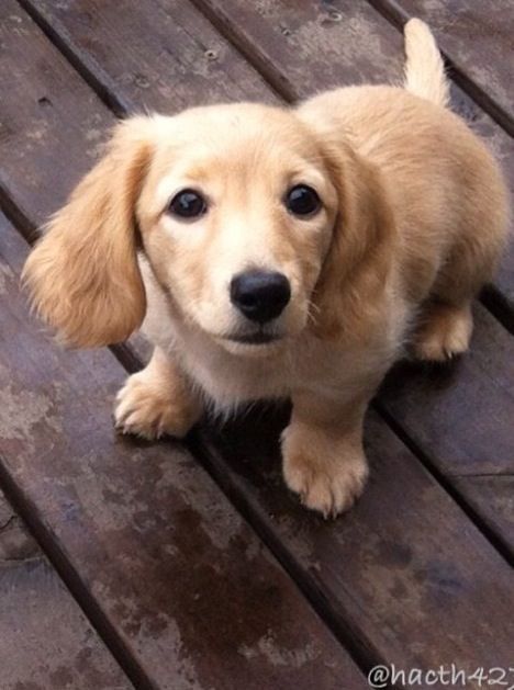 Golden Retriever X Daschund, Daschund Golden Retriever, Golden Retriever Daschund Puppy, Daschund Puppies, Dachshund Breed, Baby Dachshund, Dachshund Funny, Weenie Dogs, Melted Chocolate