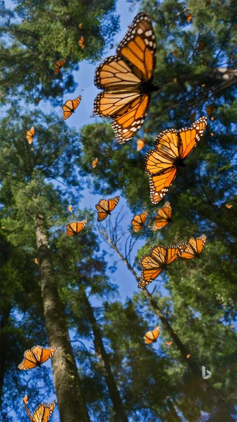 Monarch Butterflies, Butterfly Pictures, Butterfly Wallpaper, Monarch Butterfly, Cute Wallpaper Backgrounds, Nature Aesthetic, Beautiful Butterflies, Flower Wallpaper, Beautiful Wallpapers