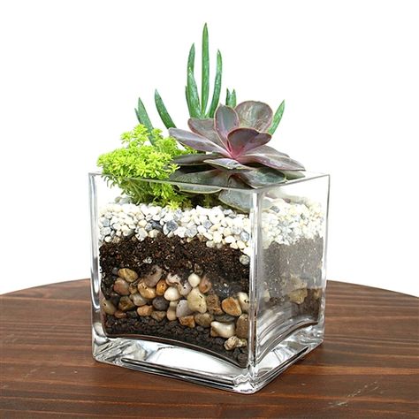 Cube Succulent Terrarium Kit Kaktus Dan Sukulen, Diy Succulent Terrarium, Succulent Garden Indoor, Succulent Garden Design, Plant Terrarium, Succulent Garden Diy, Succulent Centerpieces, Dish Garden, Terrariums Kits