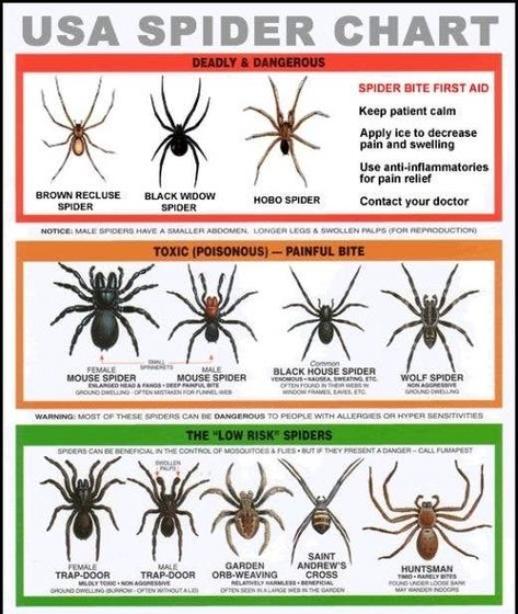 23 Simple And Essential Hiking Hacks Spider Identification Chart, Black House Spider, Spider Chart, Australian Spider, Spider Identification, Hobo Spider, Dangerous Spiders, Funnel Web Spider, Poisonous Spiders