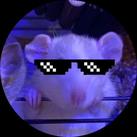 Rat Pfp, Matching Pfp, I Hope