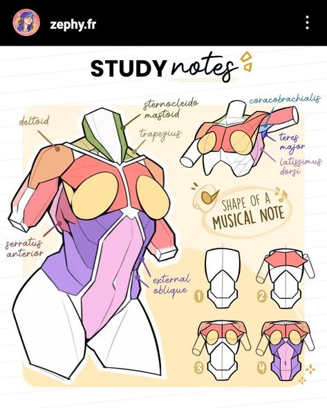 Female Anatomy Reference, Anatomy Practice, Human Body Drawing, Body Study, Desain Buklet, Výtvarné Reference, Anatomy Tutorial, Human Anatomy Drawing, Body Drawing Tutorial