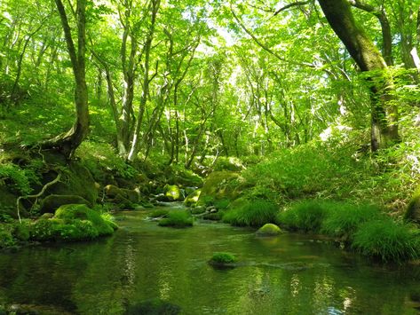 Parks In Japan, Natural Science Museum, Natural Hot Springs, Itinerary Planning, Forest Trail, Park Ranger, Nikko, Natural Scenery, Fall Foliage