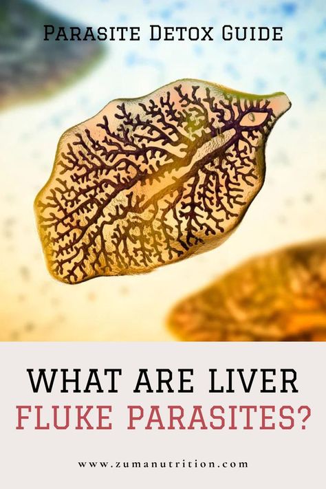 Liver Flukes, Liver Fluke, Parasitic Worms, Parasite Cleanse, Health Cleanse, Liver Health, Detox Recipes, Digestion Problems, Homeopathy