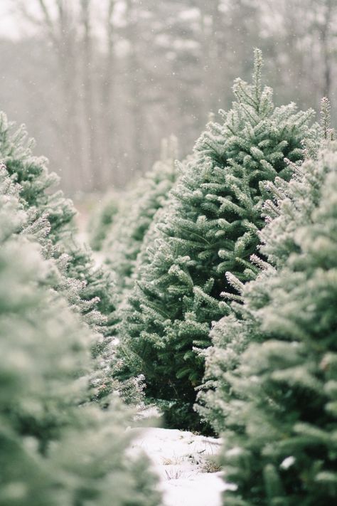 Shopper’s Diary: A Christmas Tree Farm in Maine Christmas Diary, Christmas Aesthetic Cozy, My Love Photo, Christmas Tree Wallpaper, Christmas Bucket List, Mood Aesthetic, Christmas Bucket, Christmas Wallpaper Backgrounds, Aesthetic Cozy