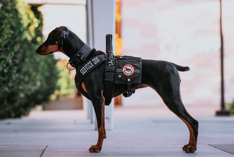 Doberman Service Dog, Doberman Colors, Service Dogs Breeds, Thai Ridgeback, Protection Dogs, Service Dogs Gear, Presa Canario, Service Dog Vests, Dog Sports