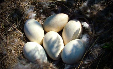 Farmers Take a Gander at Goose Eggs - Modern Farmer Goose Eggs, Modern Farmer, Guinea Fowl, Free Range Chickens, Baby Chickens, Barnyard Animals, Goat Farming, Chicken House, Chicken Farm