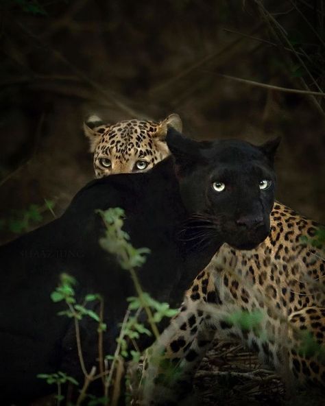 Wildlife Photographer Spends 2.5 Years Capturing The Rare Black Panther Roaming In The Indian Jungle Baby Jaguar, Jaguar Leopard, Gato Grande, Majestic Animals, Black Animals, Leopards, Jungle Animals, In The Wild, Beautiful Cats