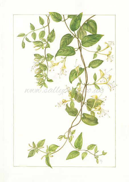 Honeysuckle Tattoo, Vine Drawing, Flower Tat, Honeysuckle Vine, Wildflower Tattoo, Indian Flowers, Vine Tattoos, Botanical Tattoo, Botanical Drawings