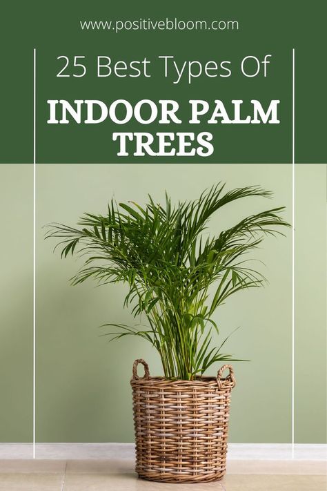 Check out these 25 types of indoor palm trees, discover their most prominent features, and choose the best one for your home decor. Bamboo Palm Indoor, Indoor Palm, Indoor Palm Trees, Growing Bonsai, Indoor Palms, Bamboo Palm, Peperomia Plant, Hoya Plant, Alocasia Plant