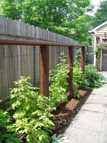 Wolfsmith Residence: Raspberry trellises are a perfect solution for the unused driveway planting strip. | Harmony Design Northwest Raspberry Trellis, Growing Raspberries, Container Herb Garden, Jardim Diy, Vegetable Garden Tips, Edible Landscaping, Fruit Garden, Plants And Flowers, Garden Trellis