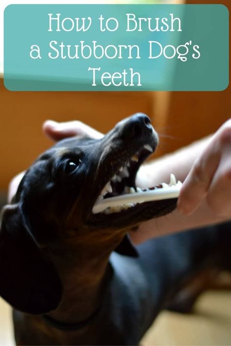 Creating Healthy Habits, Brushing Dogs Teeth, Skin Fungus, Dogs Teeth, Dog Teeth Cleaning, Getting A Puppy, Dog Care Tips, Dog Teeth, Older Dogs