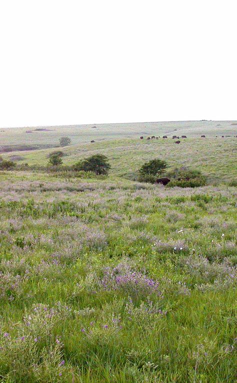 Temperate Grassland, Grassland Biome, Background References, Tallgrass Prairie, Landscape Reference, Geographical Features, Flint Hills, Road Trip Places, Natural Ecosystem