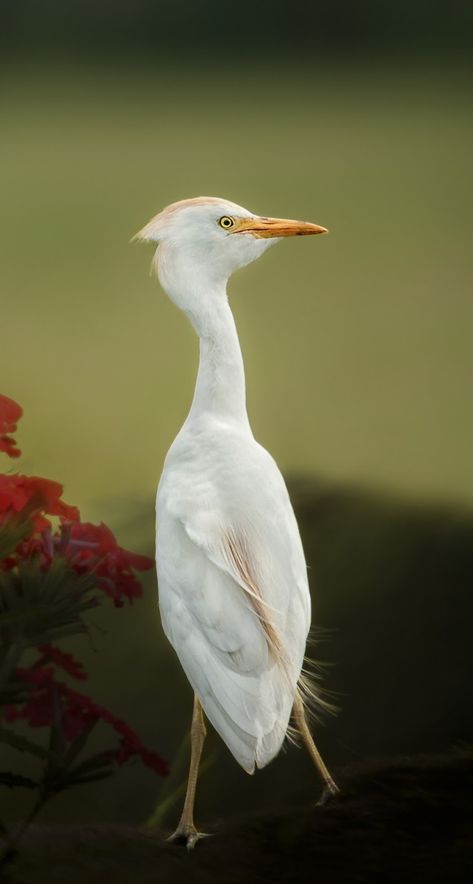 Cattle egret. #Animals #Birds #Egret Funny Thanksgiving Memes, Egret Bird, Cattle Egret, Chihuahua Breeds, Sick Cat, Kinds Of Birds, Dog Beach, African Wildlife, Cat Facts