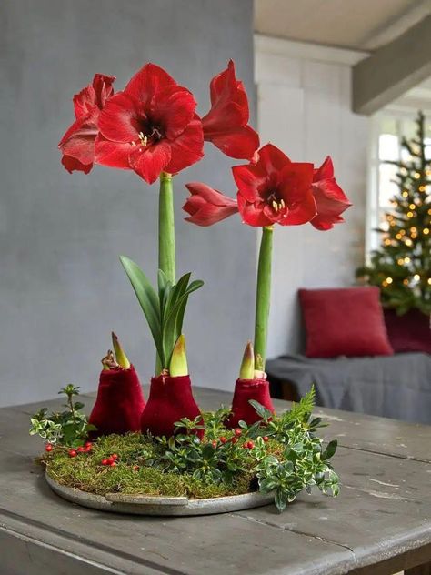 Amaryliss Christmas, Amaryllis Arrangement Christmas, Waxed Amaryllis Bulbs, Amaryllis Centerpiece, Wallpaper Plants Aesthetic, Aesthetic Plant Wallpaper, Christmas Amaryllis, Amaryllis Arrangement, Forcing Bulbs